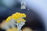 白露养生 从争“蜂”吃“醋”开始