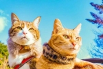 人活着不如猫系列 两只猫8年环游日本1000多个景点！