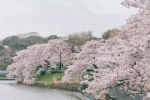 全球五大最美春天：京都白，波恩粉…每一个都美到炸