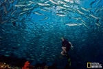 全球八大顶级潜水地点 最美丽的水下乐园