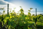 勃艮第或将消失？全球变暖如何影响我们的葡萄酒世界？