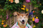 这只日本柴犬人称“狗中仲基” 年仅四岁月入十万